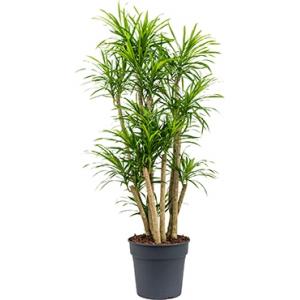 Dracaena Pleomele anita variegata M kamerplant