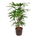 Rhapis palm excelsa M hydrocultuur plant