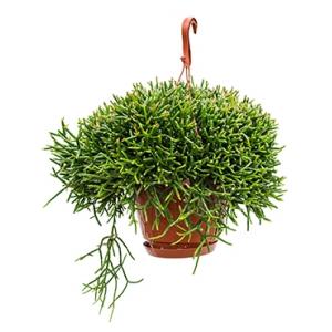 Rhipsalis burchellii hangplant