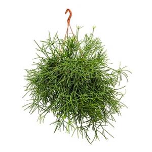 Rhipsalis neves armondii hangplant