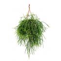 Rhipsalis pulchra M hangplant