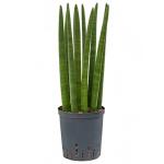 Sansevieria cylindrica straight S hydrocultuur plant