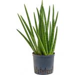 Sansevieria enjoy hydrocultuur plant