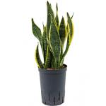 Sansevieria futura superba M hydrocultuur plant