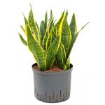 Sansevieria futura superba L hydrocultuur plant