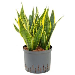 Sansevieria futura superba L hydrocultuur plant