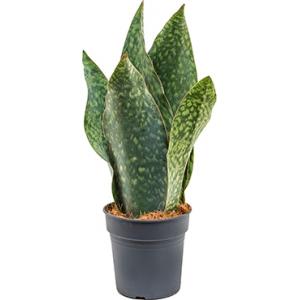 Sansevieria gongo S kamerplant