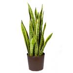 Sansevieria laurentii M hydrocultuur plant