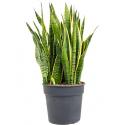 Sansevieria laurentii XXL kamerplant