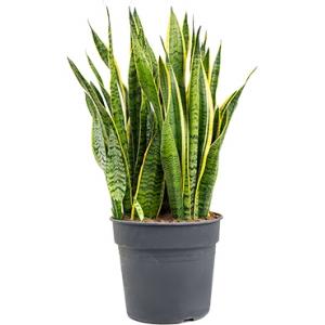 Sansevieria laurentii XXL kamerplant