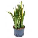 Sansevieria laurentii L hydrocultuur plant