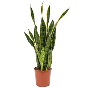 Sansevieria laurentii S kamerplant