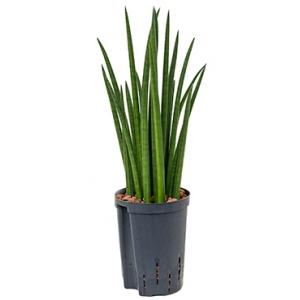 Sansevieria spikes S hydrocultuur plant