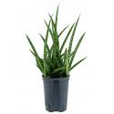 Sansevieria spikes marmoratus hydrocultuur plant