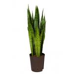 Sansevieria zeylanica M hydrocultuur plant