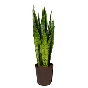 Sansevieria zeylanica M hydrocultuur plant