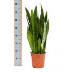 Sansevieria zeylanica adana kamerplant