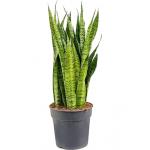 Sansevieria zeylanica alapi kamerplant