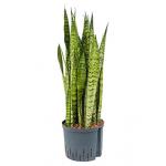 Sansevieria zeylanica XL hydrocultuur plant