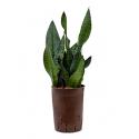 Sansevieria zeylanica compacta hydrocultuur plant