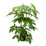 Schefflera amate L hydrocultuur plant