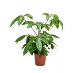 Schefflera amate S kamerplant