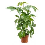 Schefflera amate XS kamerplant