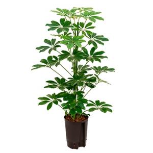 Schefflera arboricola 2pp hydrocultuur plant