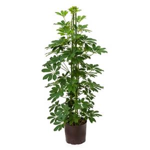 Schefflera arboricola 3pp hydrocultuur plant