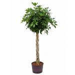 Schefflera arboricola gevlochten L hydrocultuur plant