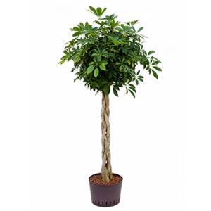 Schefflera arboricola gevlochten L hydrocultuur plant