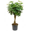 Schefflera arboricola gevlochten kamerplant