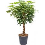 Schefflera arboricola stam kamerplant