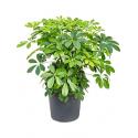 Schefflera arboricola S kamerplant