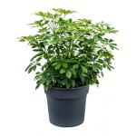 Schefflera arboricola M kamerplant