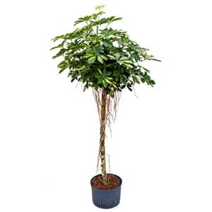 Schefflera gold capella stam hydrocultuur plant