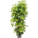 Schefflera gold capella M kamerplant