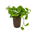 Scindapsus Epipremnum aureum hydrocultuur hangplant