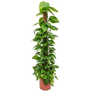 Scindapsus epipremnum aureum mosstok 150 kamerplant