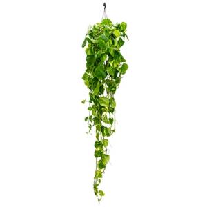 Scindapsus epipremnum aureum L hangplant