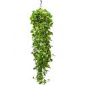 Scindapsus epipremnum aureum XL hangplant