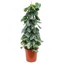 Scindapsus epipremnum pictus silvery ann mosstok 60 kamerplant