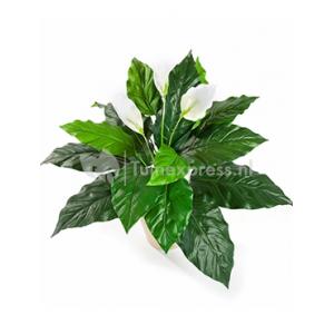 Kunstplant Spathiphyllum M