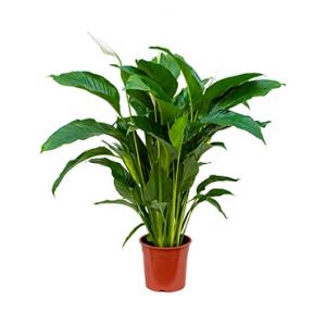 Lepelplant Spathiphyllum sweet lauretta M kamerplant