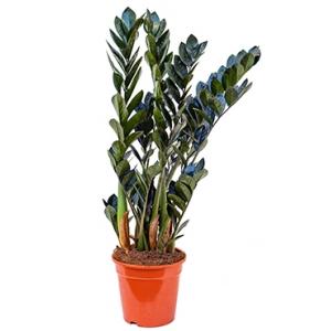 Zamioculcas raven kamerplant