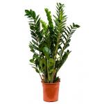 Zamioculcas zamiifolia S kamerplant