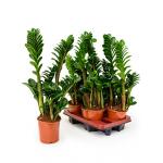 Zamioculcas zenzi S kamerplant