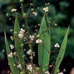 Slanke waterweegbree (Alisma lanceolata) moerasplant (6-stuks)