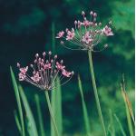 Zwanenbloem (Butomus umbellatus) moerasplant (6-stuks)