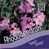 Dwerg rododendron (Rhododendron "Robert Seleger") heester